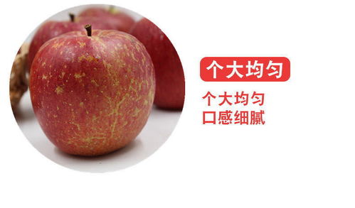 大涼山鹽源丑蘋果 冰糖心紅富士，應季脆甜新鮮直達